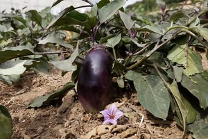 Aubergine "Benary's Blaukönigin" Demeter BIO-Saatgut, für Freilandanbau, 15 Korn - Bild 1 von 2