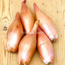 shallot zebrune - 500x seeds - Vegetable