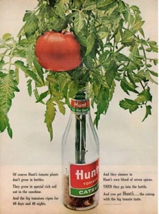 Vintage Werbedruck Food HUNT'S Catsup Tomatenpflanzen wachsen nicht in Flaschen - Bild 1 von 1