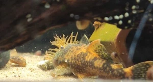 6 Pk Calico Bristlenose Plecos, Super Red Marble gene (Ancistrus sp.)@ 1.5" - 2" - Picture 1 of 6