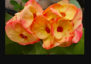 ***CHAN SONGLAH**Crown Of Thorns-Euphorbia Milii*CHRIST PLANT*STARTER PLANT - Picture 1 of 9