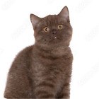 6 Pack British Shorthair Cat Pet Aluminium Coasters With Cork Feet In A Gift Box