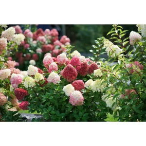 4.5 in. Quart Little Lime Punch Panicle Hydrangea (Paniculata) Live Plant, Shrub - Picture 1 of 12