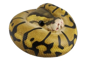 Tier Himmelskörper Python Regius Enchi Kugel Python Schlange Statue - Bild 1 von 6