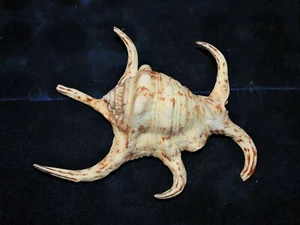 EIN (1) 4" bis 6" LAMBIS CHIRAGRA SPINNE MUSCHEL MARITIM STRAND DEKOR - Bild 1 von 5