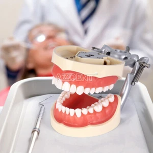 Dental Typodont Model with Removable Teeth M8012 DP 32 demonstration teach study - Picture 1 of 10