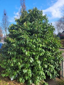 Portugiesischer Kirschlorbeer, 10 Stück, Prunus lusitanica , winterhart, - Bild 1 von 7
