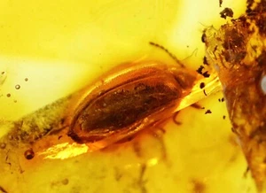 Baltic Amber with Bug Insect | Fossil Inclusion in Genuine Certified Amber - Imagen 1 de 8
