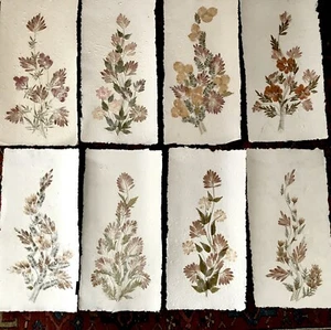 SET OF 8 LARGE VINTAGE PRESSED FLOWERS, MINT CONDITION - Picture 1 of 5