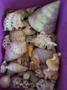 Vintage Shells Bulk Assorted Lot Of Assorted Sea Shells Preowned - Picture 1 of 3