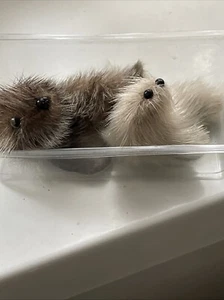 Seelöwe/Seerobbe - Bild 1 von 7