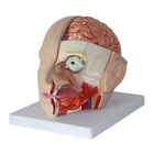 Human Cerebral Artery Model Human Anatomy Head Skull Brain Cerebral Artery Model