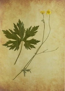 (P1) HERBARIO NATURAL - RANÚNCULO ACRIS (05687) - Imagen 1 de 1