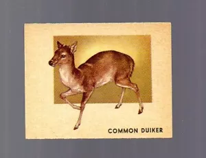 Tarjeta de Animals of the World # 122 - TOPPS (1951) Duiker - Imagen 1 de 2