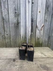 4 Potted Chinese Chestnut (Castanea mollissima) Trees Ready To Plant 2 Yr Old. - Picture 1 of 7