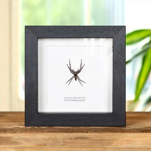Marco de araña gigante saltadora más grande de Taxidermy Worlds (Hyllus giganteus) - Imagen 1 de 9