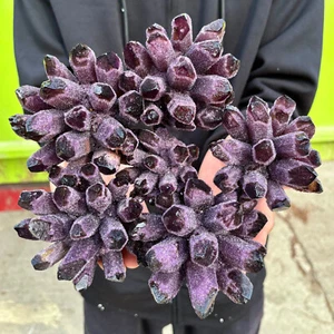 5.73LB New Find purple Phantom Quartz Crystal Cluster Mineral Specimen Healing - Picture 1 of 12