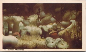 Portland, Oregon Postcard UNITED SERVICE MEN'S CENTER "Lovely Anemones" Unused - Picture 1 of 2