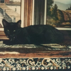 Vintage Polaroid Foto entzückende Katze Gemälde Teppich süß Haustier gefunden Kunst Schnappschuss - Bild 1 von 5