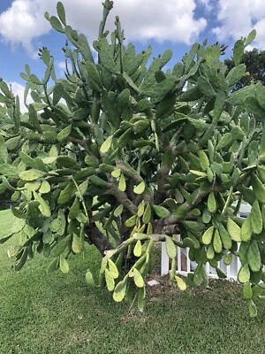 Spineless Cactus Pads ✿ 25+lbs ✿ Reptile tortoise Food ✿ Opuntia 25+pounds - Image 1 of 3