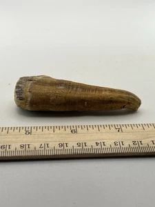BASILOSAURUS TOOTH FOSSIL Late Eocene 40 Mi Yrs Old Artiodactyl 3.25” SC 313 - Picture 1 of 4