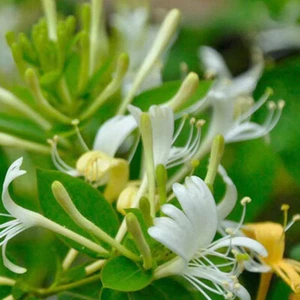 80 pc Japanese Honeysuckle Plant Vine Seeds Organic Natural Grown - Picture 1 of 4