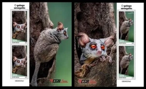 Guinea Bissau 2024 Senegal bushbaby. (235) - Picture 1 of 1