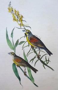 Audubon 1st ed Octavo BLACK THROATED BUNTING Birds of America 1840 original #156 - Picture 1 of 6