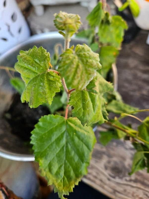 3 x Birke, Birkensämling - Bild 1 von 3