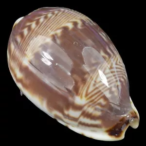 CYPRAEA (Palmadusta) DILUCULUM (Zanzibar Isl., Tanzania) 26.7mm #47687 - Picture 1 of 4