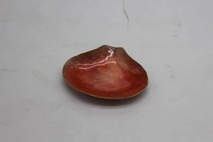 "Conchiglia"- Gabriella Gabrini - Foto 1 di 3
