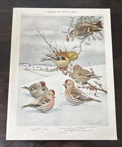 1914 Book Plate #78 Birds of New York Louis Agassiz Fuertes Redpoll Goldfinch - Picture 1 of 3