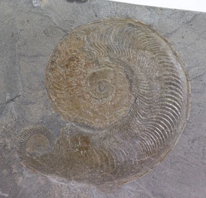 Ammonit, Harpoceras falcifer, Jura, Toarc, Holzmaden, Deutschland -m286 - Picture 1 of 4