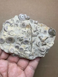 145g Devonian period Crinoid Geologic rock specimen - Picture 1 of 12