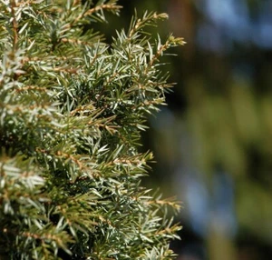 Schwedischer Säulen Säulenwacholder 40-60cm - Juniperus communis - Bild 1 von 1
