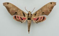 Sphingidae - Adhemarius daphne interrupción - macho - Costa Rica