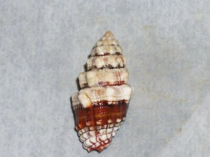 ORPHANOPUSIA PATRIARCHALIS WONDERFUL - Picture 1 of 2