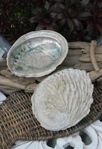 Conchiglia decorativa * conchiglia di abalone naturale * 12 -14 cm o. 9-12 cm * decorazione marittima - Foto 1 di 4