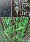 Jetzt pflanzen ! Roter Bambus schnellwüchsige Pflanze Deko Samen