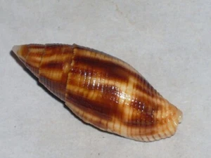 NEBULARIA EREMITRATUM  FANTASTIC COLOUR - Picture 1 of 2