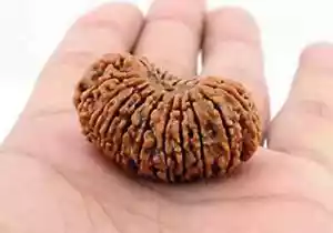 21 Mukhi Rudraksha Twenty One Face Rudraksh Hindu Sacred Bead Very Rare A++ - Bild 1 von 3