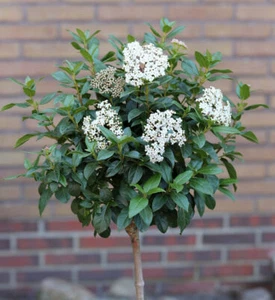 Hochstamm Mittelmeer Schneeball 60-80cm - Viburnum tinus - Bild 1 von 1