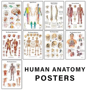 Human Anatomy Medical Doctor Educational Anatomical Posters - A5 A4 A3 - Picture 1 of 15