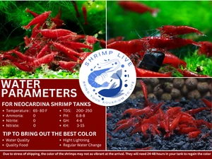 ShrimpLive 10 +1 BLOODY MARY Premium Grade Neocaridina Shrimps. Live Arrival - Picture 1 of 5