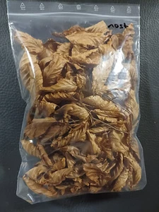 Buchenblätter Buchenlaub Braun Aquarium Garnelen Schnecken Deko - Bild 1 von 5