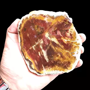 226 gr INCREÍBLE MADERA PETRIFICADA PICTÓRICA DE INDONESIA - Imagen 1 de 3