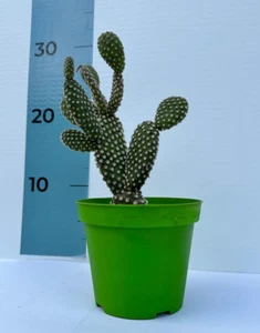 Pianta grassa di Fico D'India Microdasys CERTIFICATA in vaso colorato ⌀12 - Foto 1 di 5