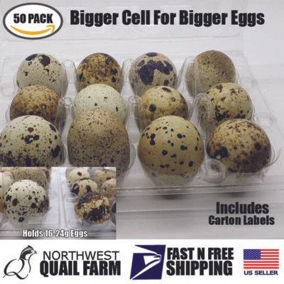 NWQUAILFARM.COM LARGER JUMBO Quail Egg Cartons (50 pack) Holds 12 Larger Eggs Secure Snap Close
