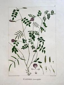 1803 Sellier after Bessa and Redoute - CLITORIA - 51 x 34 cm. Hand coloured - Picture 1 of 5
