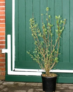 Prachtdeutzie - Deutzia magnifica  60 - 100 cm im 5-Liter  Container - Bild 1 von 2